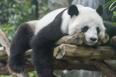 Uyuyan dev bir panda.