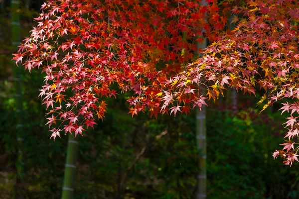 Hojas Arce Rojo Bosque Kyoto Japón Temporada Otoño — Foto de Stock