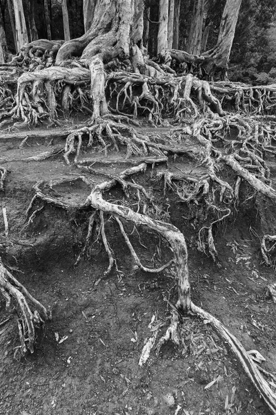 森の中のガジュマルの木の根のクローズアップビュー — ストック写真