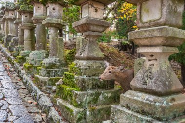 Geyik Kasuga Grand Shrine, Nara, Japonya 'da. Geyik, Tanrı 'nın ilahi gücüdür.