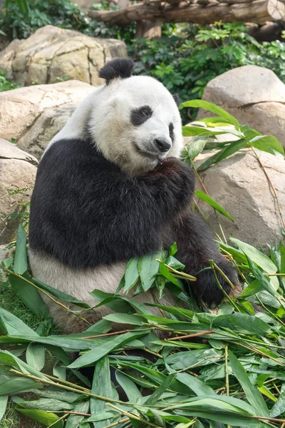 大熊猫大熊吃竹叶 — 图库照片