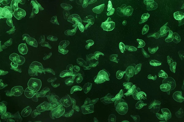 Kleine Kwallen Verlicht Met Groen Licht Zwemmen Aquarium — Stockfoto