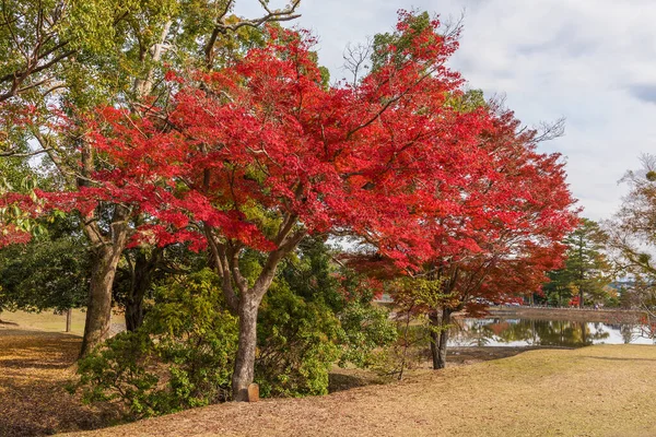 Acero Rosso Nara Giappone Stagione Autunnale Sfondo — Foto Stock