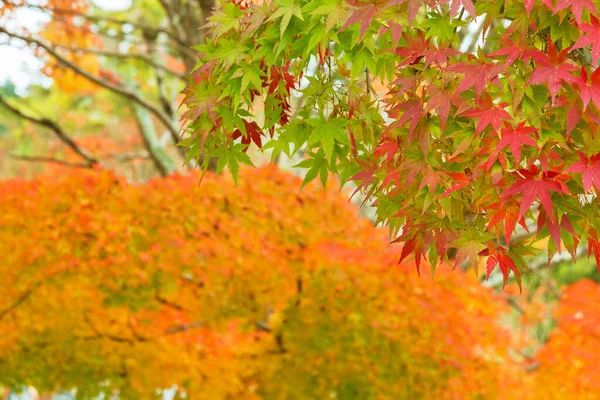 Autumn Leaves Decorate Beautiful Nature Bokeh Background — Stock Photo, Image