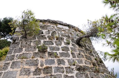 Plants and small trees grow out of an old round stone wall.