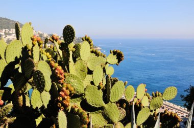 Opuntia ficus-indica (kaktüs, Hint inciri opuntia, barbar incir, dikenli armut) ve arka planda mavi deniz.