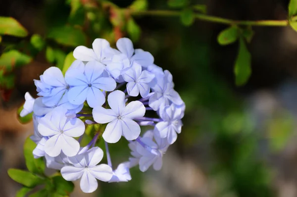Mavi Bir Phlox Çiçeğinin Yakın Plan Çekimi — Stok fotoğraf