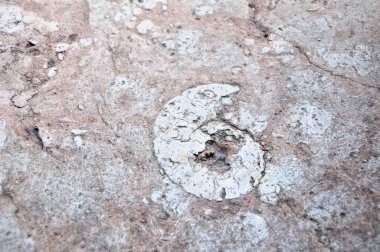 Düz bir taşın içinde taşlaşmış bir kabuğun izi. Eski hayvanların fosilleşmiş kalıntıları..