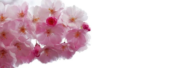 Botões Floridos Flores Uma Árvore Sakura Rosa Esculpida Fundo Branco Fotografia De Stock
