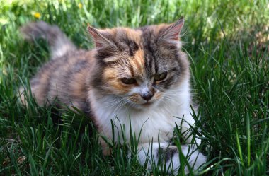 Yeşil çimenlikteki kedi