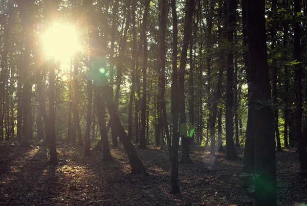 The sun's rays make their way through the forest — Stock Photo, Image