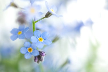 Bulanık arkaplanda küçük mavi unutma beni çiçekleri (Myosotis sylvatica) kapat
