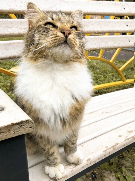 Liebenswert Gestreifte Obdachlose Katze Sitzt Auf Straßenbank — Stockfoto