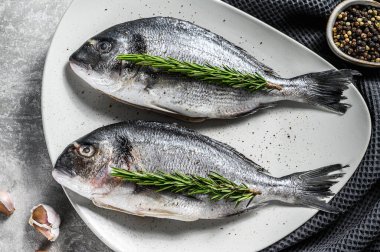 Taze çipura balığı pişmeye hazır. Gri arka plan. en üstteki görünüm