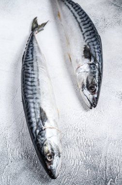 Mutfak masasında çiğ balık uskumrusu. Beyaz arka plan. Üst görünüm.