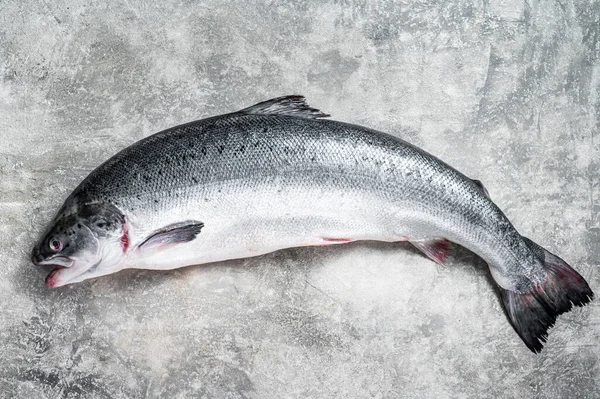 Frischer roher Lachs roter ganzer Fisch auf dem Küchentisch. Grauer Hintergrund. Ansicht von oben — Stockfoto