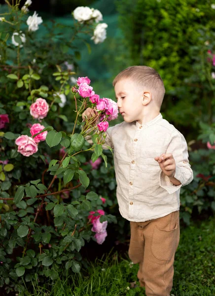 Niño Huele Rosas Jardín —  Fotos de Stock