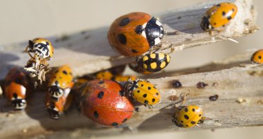 Many ladybugs on a branch clipart
