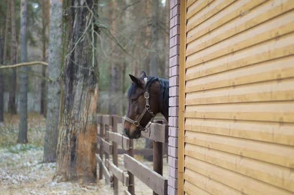 Hoofd van een paard in de stal — Stockfoto