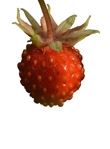 Makro der reifen Erdbeere isoliert auf weiß — Stockfoto