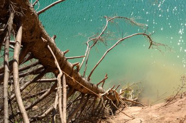 çam ve deniz ile gerçeküstü manzara