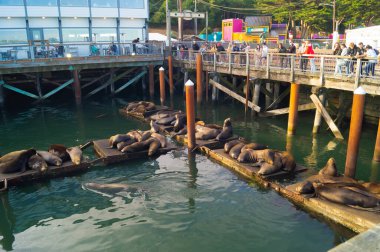 Newport, Oregon, ABD, 10 Haziran 2020. Newport Deniz Aslanı İskelesi. Deniz aslanları pantonda.