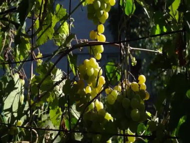 Hasat et. Bir sürü sulu olgun üzüm. Sonbaharda üzüm bağı.