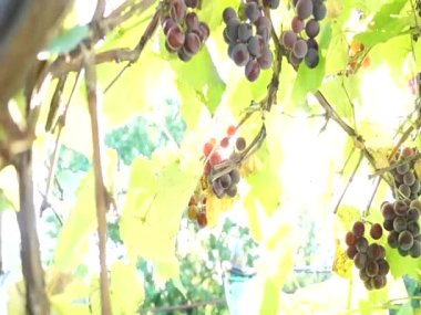 Hasat et. Bir sürü sulu olgun üzüm. Sonbaharda üzüm bağı.