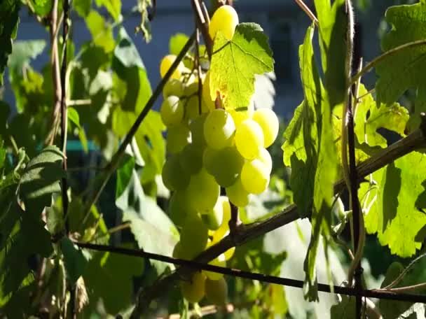 Colheita Bando Suculentas Uvas Maduras Vinhedo Outono — Vídeo de Stock