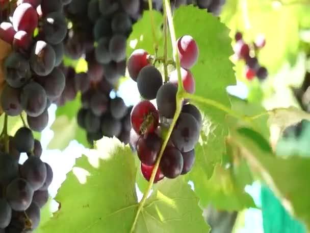 Colheita Bando Suculentas Uvas Maduras Vinhedo Outono — Vídeo de Stock