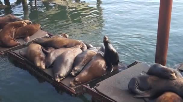 Newport Oregon Usa Juni 2020 Newport Sea Lion Docks Sjölejon — Stockvideo