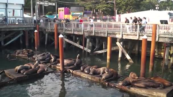 Newport Oregon Junio 2020 Newport Sea Lion Docks Leones Marinos — Vídeos de Stock