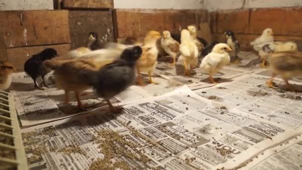 Tarım Küçük Tavuklar Buğdayı Gagalar Kümes Hayvanları Tavuk Yetiştiriciliği — Stok video