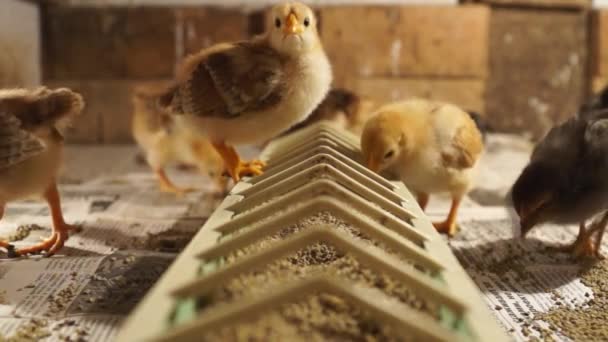 Agriculture Small Chickens Peck Grain Poultry Farm Chicken Breeding — Stock Video