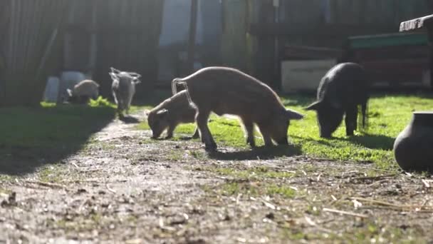 Zemědělství Farmě Pobíhají Selata Selata Pasou Louce Prasečí Farmy — Stock video