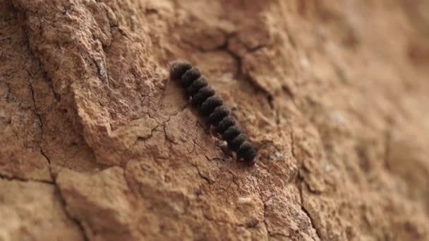 Een Zwarte Rups Kruipt Langs Een Kleimuur Harige Rups Close — Stockvideo