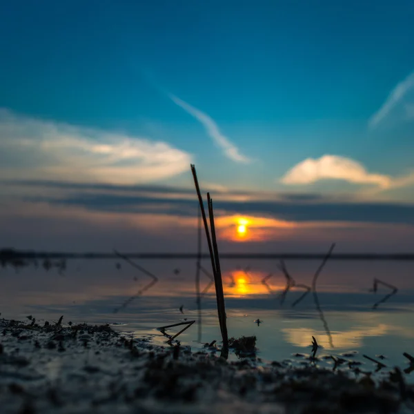 Reeds at sunset — Stock Photo, Image