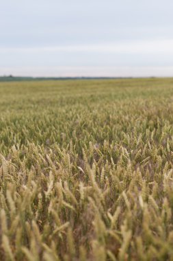 Mavi gökyüzünün arka planında buğday tarlası