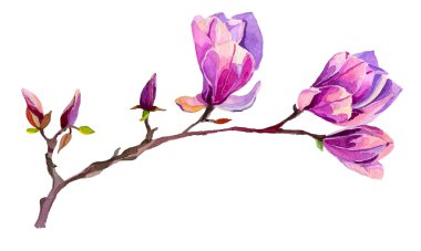 Suluboya Manolya çiçek