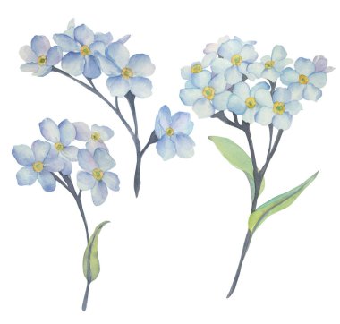 Bir dizi suluboya mavi unutma- beni-nots