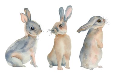 Suluboya tavşanlar.