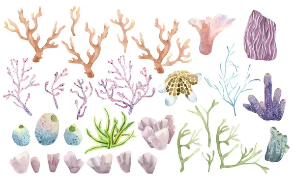 Set Van Waterverf Zeekoralen Planten Van Onderwaterwereld — Stockfoto