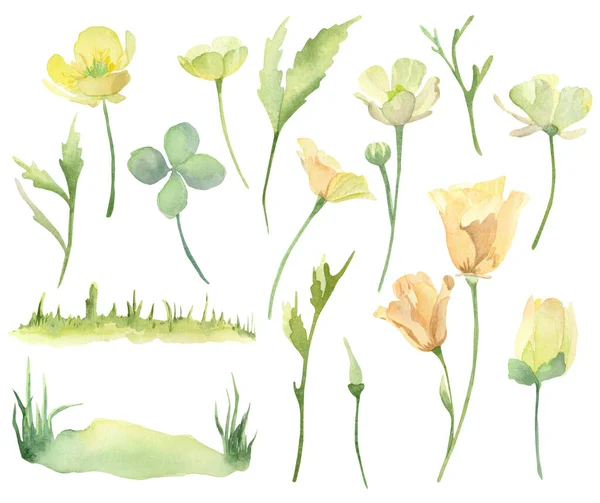 水彩画黄色の花 バターカップと葉のセット — ストック写真