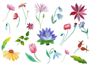 suluboya çiçek kümesi