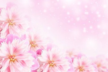 Pembe şakayıklar, yakın plan yumuşak odaklanma. Zarif çiçekli pembe arka plan