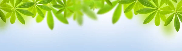 Spring or summer banner background with green leaves on blue sky background, background with selective focus