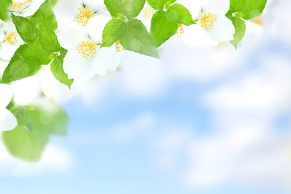 Flores Jazmín Hojas Contra Cielo Azul Fondos Naturales Abstractos — Foto de Stock