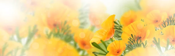 Flores Amarillas Primer Plano Sobre Fondo Flores Borrosas Flores Primavera — Foto de Stock