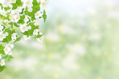 Yasemin çiçekleri ve yapraklar çiçek panoraması. Yüzeyin derinliği. Tebrik kartı şablonu arka planı