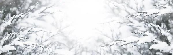 冬のバナーの雪の中で茂みの枝 霜で覆われた枝で美しい冬の背景 光の冬の朝の背景 — ストック写真